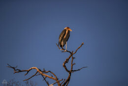 Botswana (52/52)